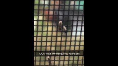 TWO MOSQUITOS HAVING RAW SEX