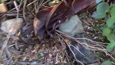 Neighbour shaved pussy voyeur